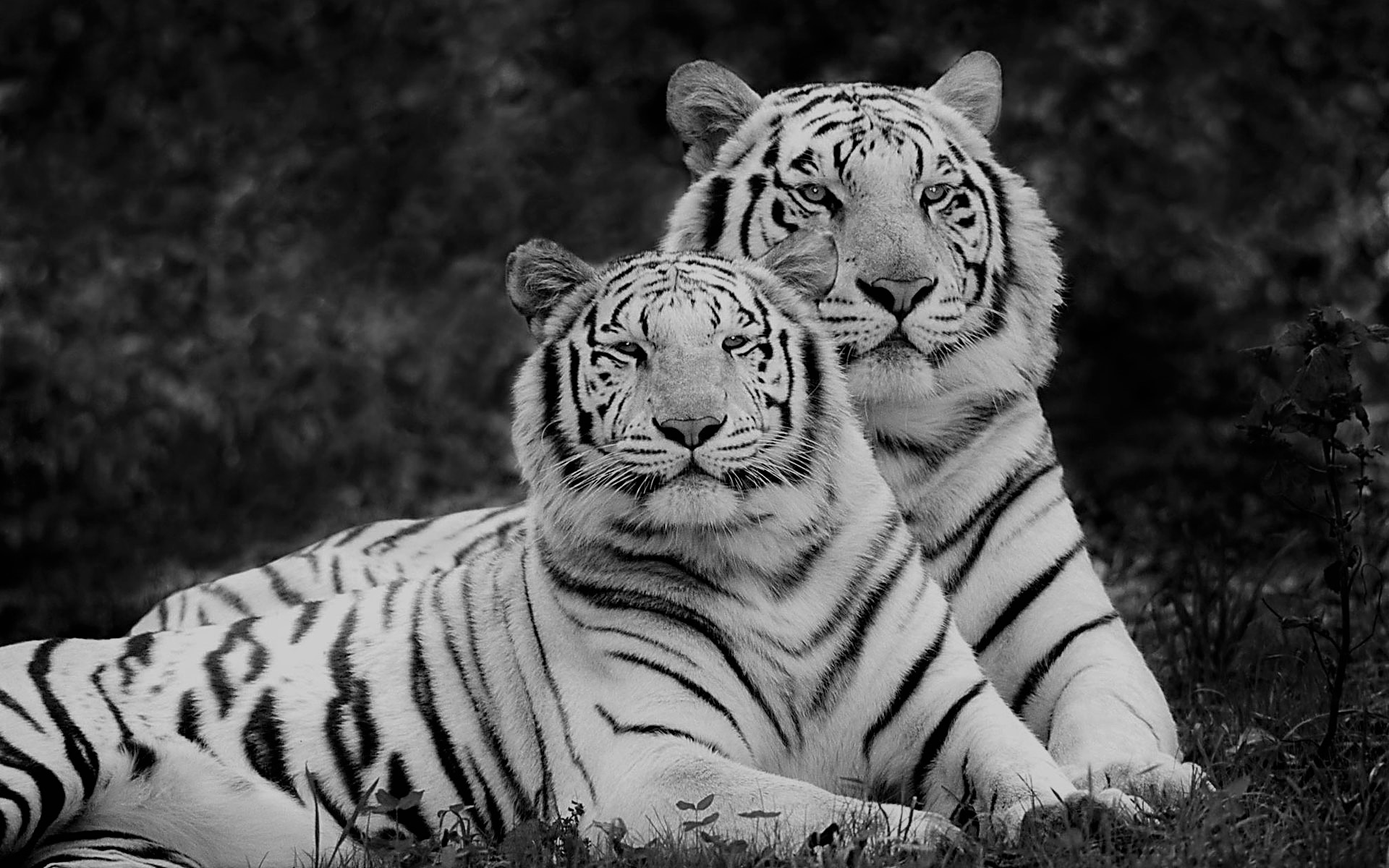 In the World of Allegorical Poetry - Bhallatashatakam