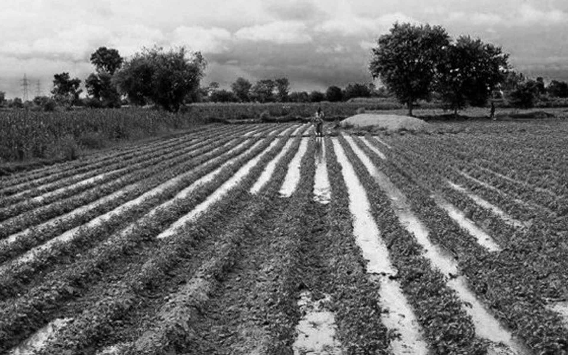 Bhagavata Sheshacharya, Amaldar Mahadevaraya
