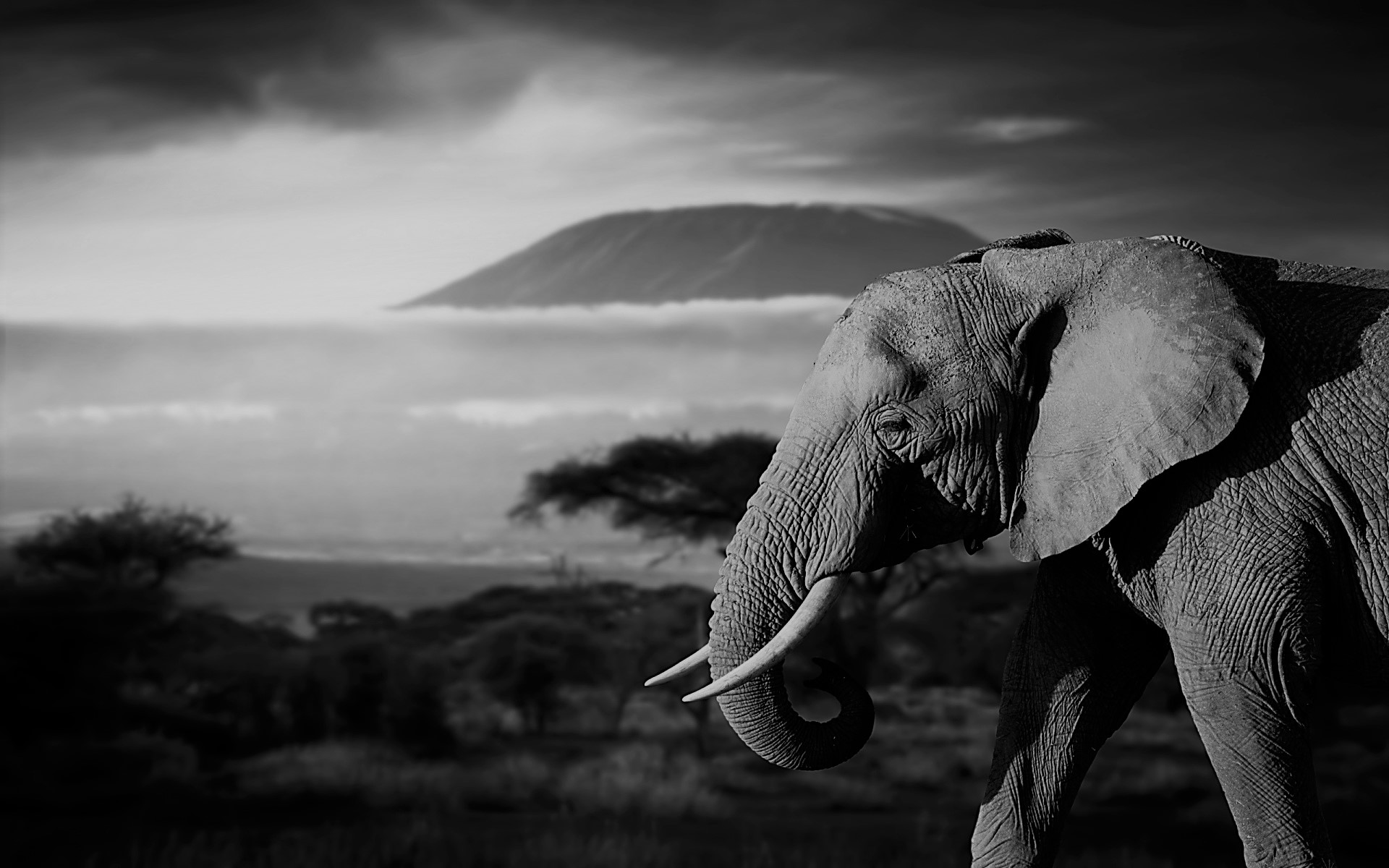 In the World of Allegorical Poetry