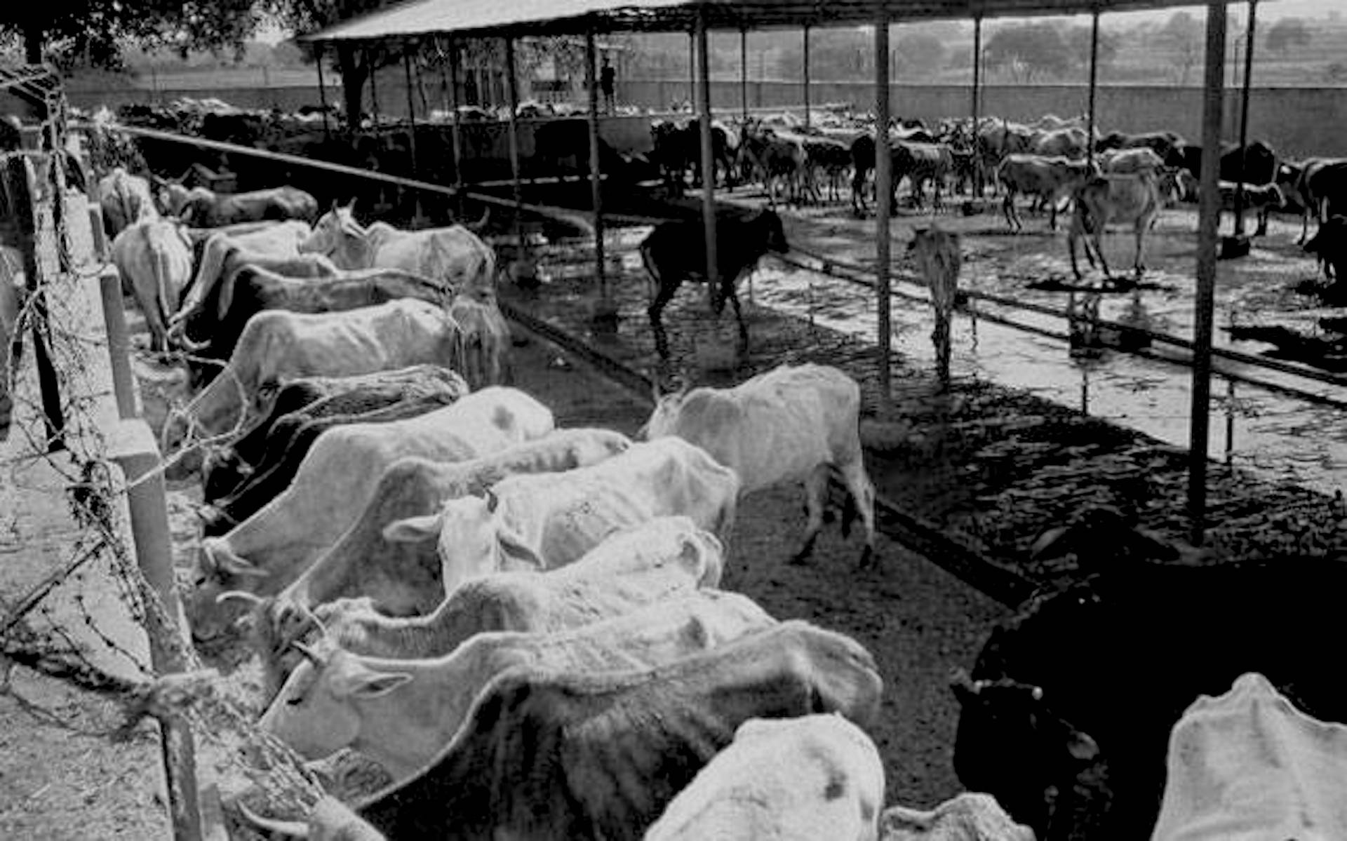 The Triumph of Tayavva