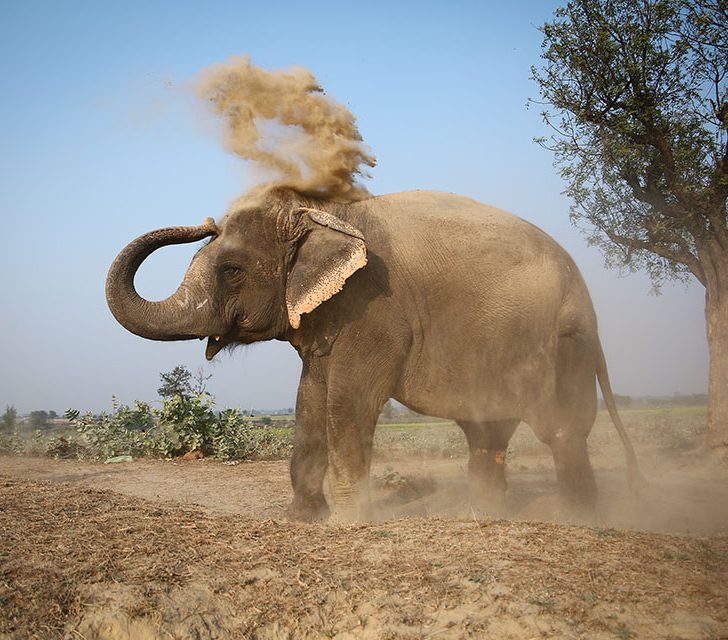 Kathāmṛta - 131 - The Story of the Bṛhatkathā-śloka-saṅgraha