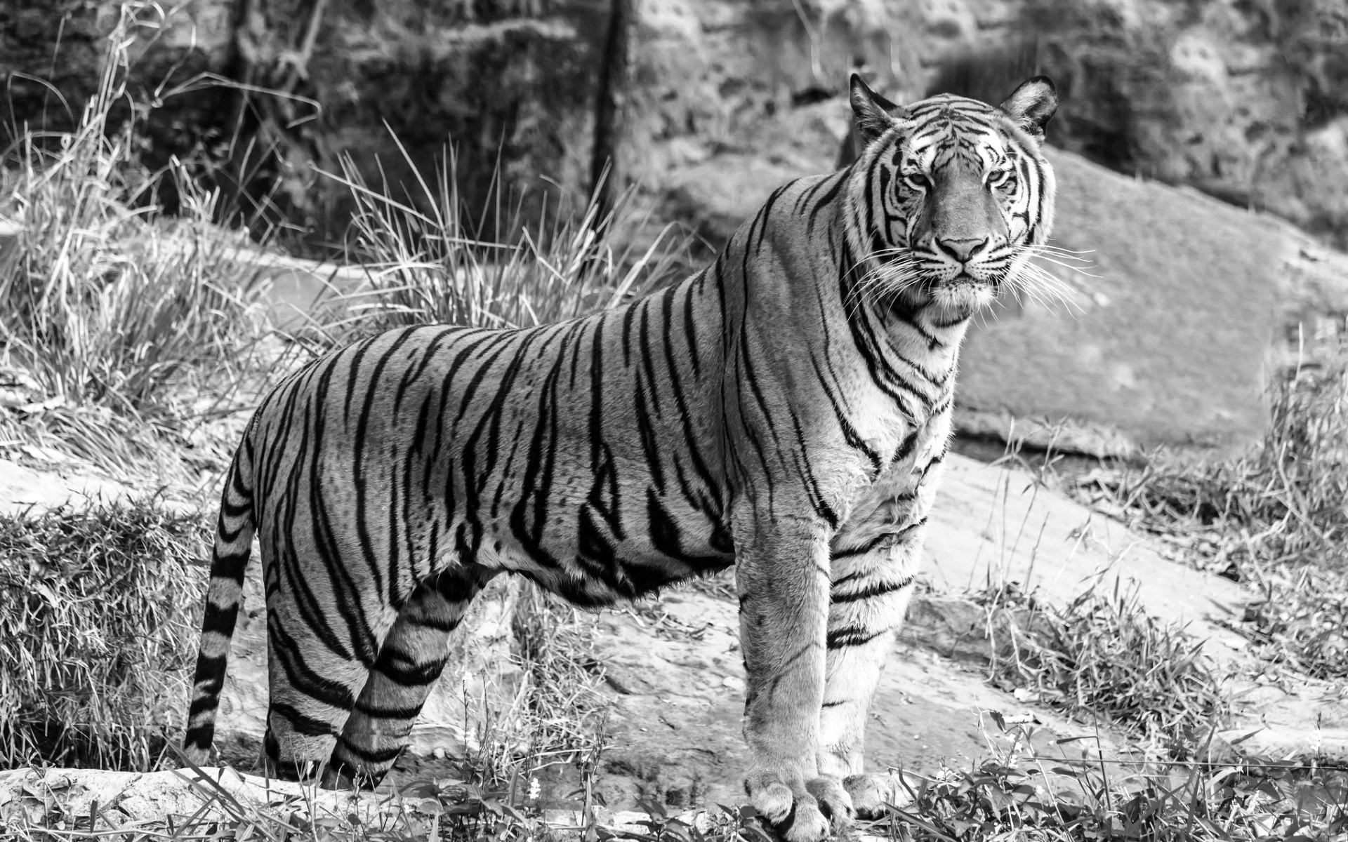 The Era of Heroism: The Splendour of Shashanka